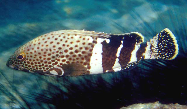 肩饰石斑鱼(Epinephelus stoliczkae)
