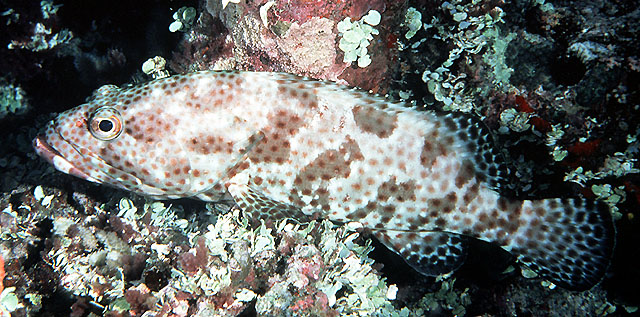 巨石斑鱼(Epinephelus tauvina)