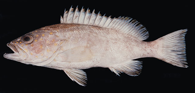帝汶石斑鱼(Epinephelus timorensis)