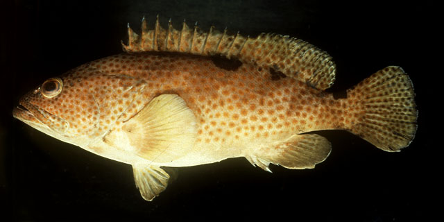 三斑石斑鱼(Epinephelus trimaculatus)