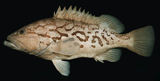 土阿莫土石斑鱼(Epinephelus tuamotuensis)