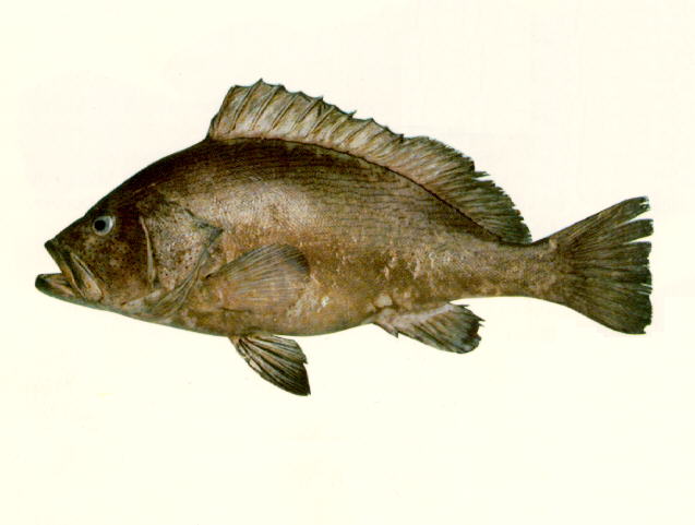 波纹石斑鱼(Epinephelus undulosus)