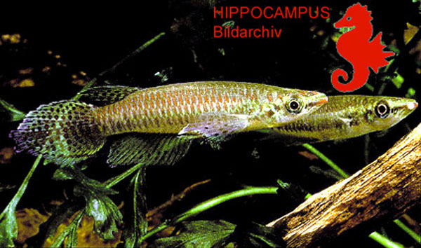 巴莫扁鳉(Epiplatys barmoiensis)