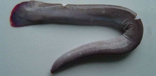 陈氏黏盲鳗(Eptatretus cheni)