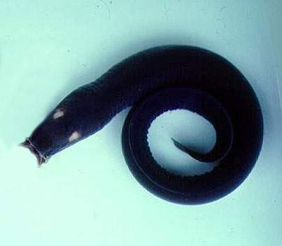 黑黏盲鳗(Eptatretus deani)