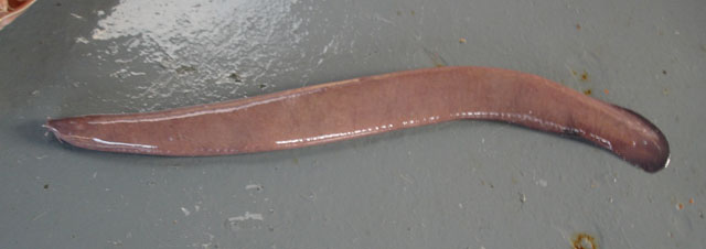 梅内兹黏盲鳗(Eptatretus menezesi)
