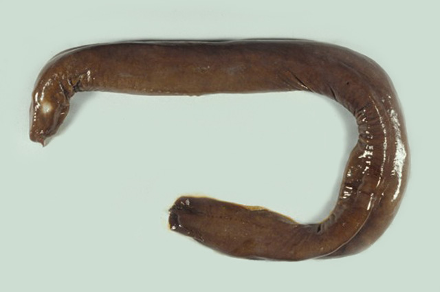 紫黏盲鳗(Eptatretus okinoseanus)