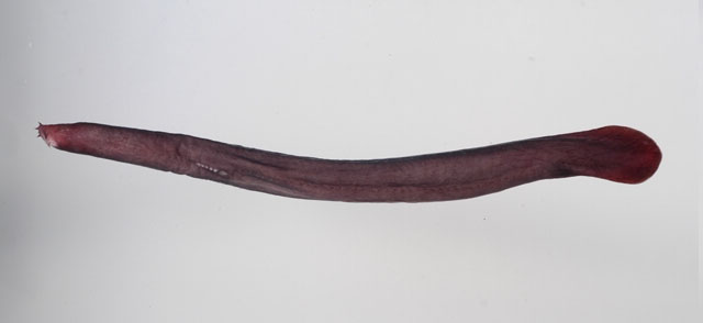 沈氏黏盲鳗(Eptatretus sheni)