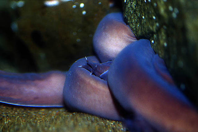 太平洋黏盲鳗(Eptatretus stoutii)