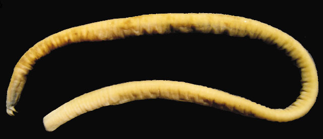 长体黏盲鳗(Eptatretus strickrotti)