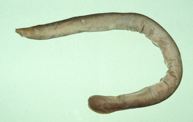 杨氏黏盲鳗(Eptatretus yangi)