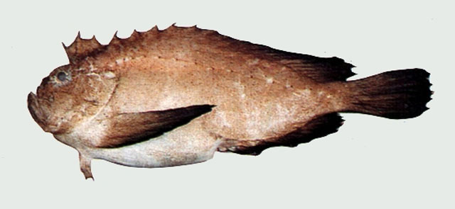 平滑虻鲉(Erisphex simplex)