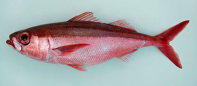 莫氏红谐鱼(Erythrocles monodi)