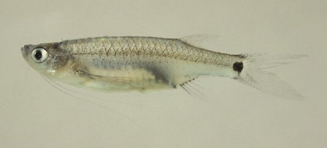 眼尾长须(鱼丹)(Esomus caudiocellatus)