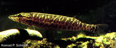 虫纹狗鱼(Esox americanus vermiculatus)