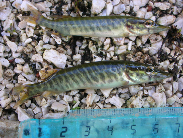 义大利狗鱼(Esox cisalpinus)