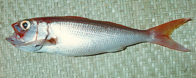 多耙红钻鱼(Etelis radiosus)