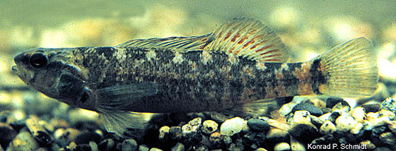 泥镖鲈(Etheostoma asprigene)