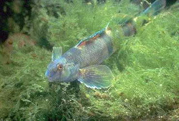 似鳚镖鲈(Etheostoma blennioides)