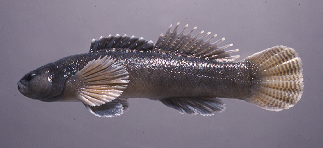 切恩镖鲈(Etheostoma chienense)