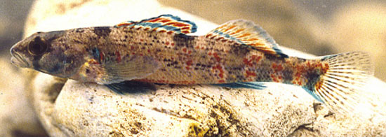 科氏镖鲈(Etheostoma collettei)