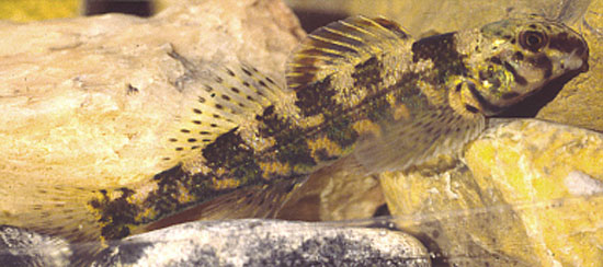 演镖鲈(Etheostoma histrio)