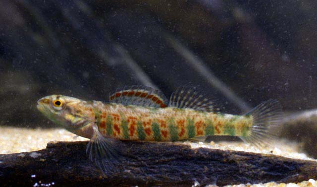 荷氏镖鲈(Etheostoma hopkinsi)