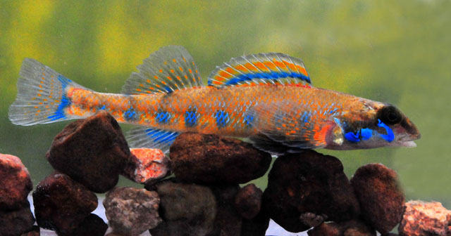 蓝侧镖鲈(Etheostoma jessiae)