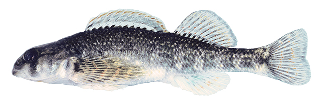 加氏镖鲈(Etheostoma kanawhae)