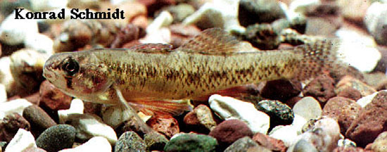 小镖鲈(Etheostoma microperca)