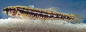 金纹镖鲈(Etheostoma parvipinne)