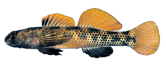 草丛镖鲈(Etheostoma podostemone)