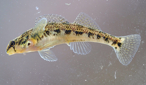 拉姆齐氏镖鲈(Etheostoma ramseyi)