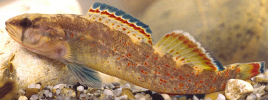 惠氏镖鲈(Etheostoma whipplei)