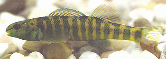 多带镖鲈(Etheostoma zonifer)