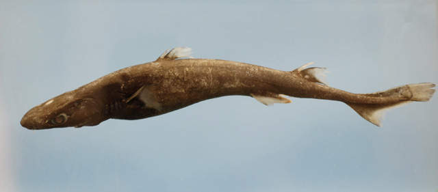 比氏乌鲨(Etmopterus bigelowi)