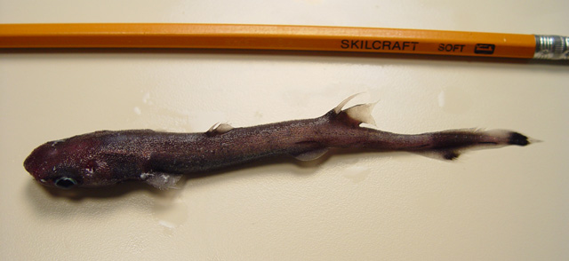 宽带乌鲨(Etmopterus gracilispinis)