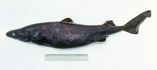 南方乌鲨(Etmopterus granulosus)