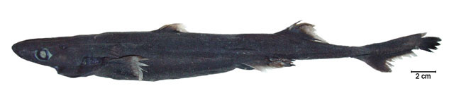亮乌鲨(Etmopterus lucifer)