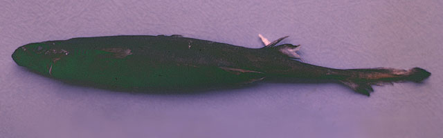 波氏乌鲨(Etmopterus polli)