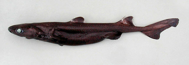 棘鳞乌鲨(Etmopterus princeps)