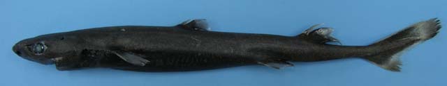 小乌鲨(Etmopterus pusillus)