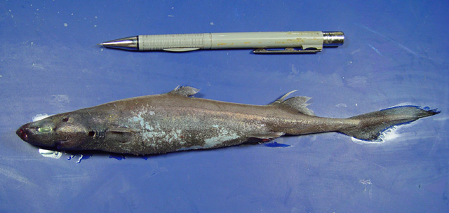 舒氏乌鲨(Etmopterus schultzi)