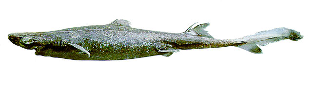 绿乌鲨(Etmopterus virens)