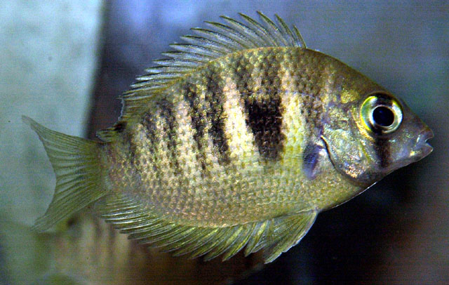 印度腹丽鱼(Etroplus canarensis)