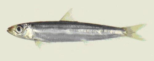 小鳞脂眼鲱(Etrumeus micropus)