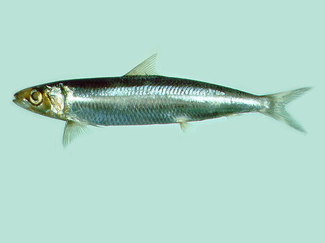 沙丁脂眼鲱(Etrumeus sadina)
