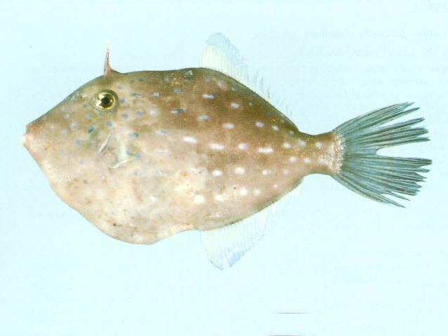 黄斑锯棘鲀(Eubalichthys caeruleoguttatus)