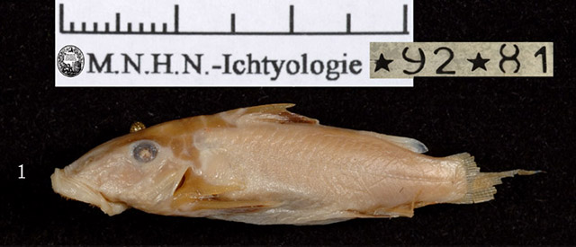 戴氏真吸唇鲿(Euchilichthys dybowskii)