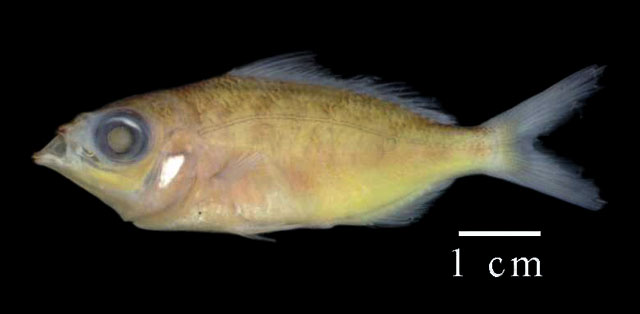 斑鳍缩口银鲈(Eucinostomus argenteus)